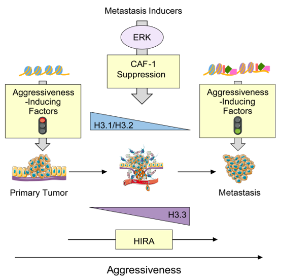 CAF1 Histone H3 Aggresiveness model