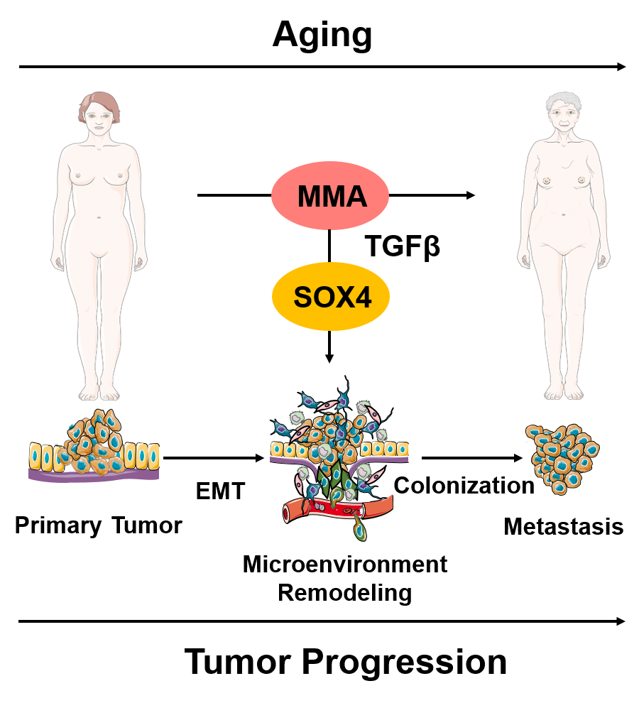 Aging Tumor Progression Model