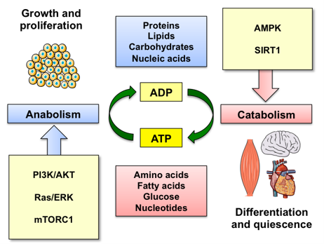 Cellular Metabolism